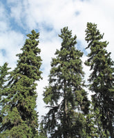 7 Graines Picea Glauca, Épinette blanche, idéal Bonsaï