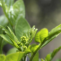 10 Graines de Poivrier de Corée, Zanthoxylum coreanum