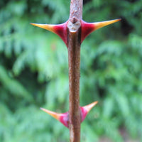 10 Graines de Poivrier de Corée, Zanthoxylum coreanum