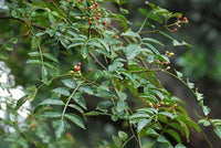 5 Graines de Poivrier de Corée, Zanthoxylum coreanum