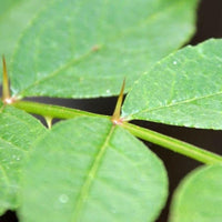 3 Graines de Poivrier de Corée, Zanthoxylum coreanum