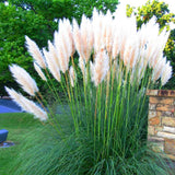 10 Graines Cortaderia Selloana White, Herbe de la pampa, Herbe des pampas, Roseau à plumes