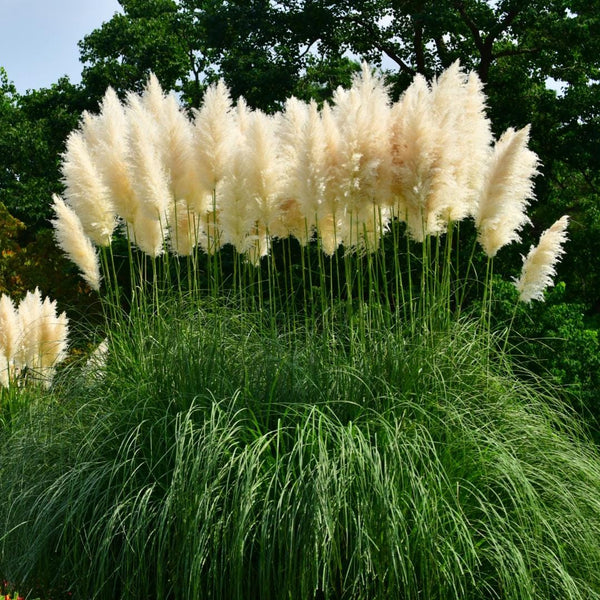 10 Graines Cortaderia Selloana White, Herbe de la pampa, Herbe des pampas, Roseau à plumes