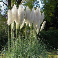 20 Graines Cortaderia Selloana White, Herbe de la pampa, Herbe des pampas, Roseau à plumes