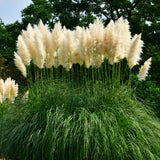 20 Graines Cortaderia Selloana White, Herbe de la pampa, Herbe des pampas, Roseau à plumes