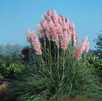 10 Graines Cortaderia Selloana Pink, Herbe de la pampa, Herbe des pampas, Roseau à plumes