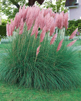 10 Graines Cortaderia Selloana Pink, Herbe de la pampa, Herbe des pampas, Roseau à plumes