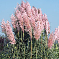 10 Graines Cortaderia Selloana Pink, Herbe de la pampa, Herbe des pampas, Roseau à plumes