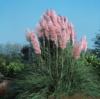 20 Graines Cortaderia Selloana Pink, Herbe de la pampa, Herbe des pampas, Roseau à plumes