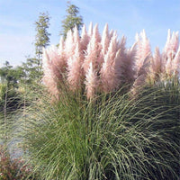 20 Graines Cortaderia Selloana Pink, Herbe de la pampa, Herbe des pampas, Roseau à plumes