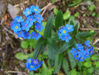 50 Graines de Myosotis des Alpes, Fleurs Bleues, Myosotis, grémillet, herbe d'amour, scorpione, désespoir du peintre