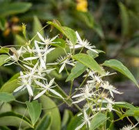 3 Graines de Clematis aristata, Clématite d'Australie