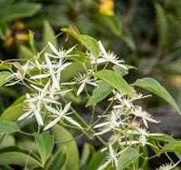 7 Graines de Clematis aristata, Clématite d'Australie