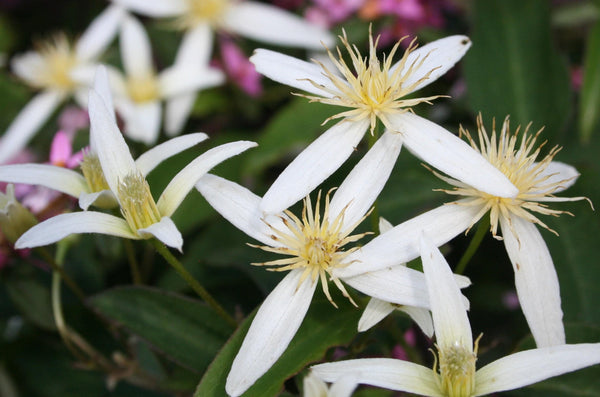 5 Graines de Clematis aristata, Clématite d'Australie