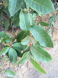 Graines de Psidium guineense, Goyavier du Brésil, Goyavier de Guinée