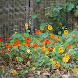 Graines de Tropaeolum majus "Whirlybird" Mix, Capucines à grandes fleurs