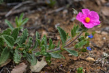 30 Graines de Ciste Crépu, Cistus crispus