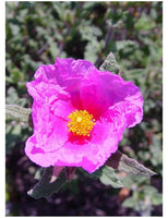 30 Graines de Ciste Crépu, Cistus crispus