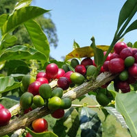 Graines Coffea arabica "Villa Sarchi", Caféier Arabica