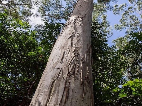 3 Graines Eucalyptus grandis, Gommier Rose