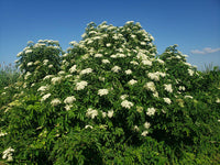 3 Graines de Sambucus canadensis, Sureau du Canada, Sureau Blanc