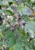 3 Graines de Sambucus canadensis, Sureau du Canada, Sureau Blanc