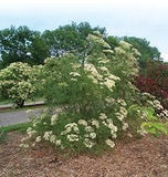 10 Graines de Sambucus canadensis, Sureau du Canada, Sureau Blanc