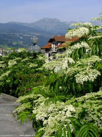 10 Graines de Sambucus canadensis, Sureau du Canada, Sureau Blanc