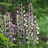 Graines Acanthe, Acanthus Mollis, Acanthacées, Acanthaceae, Akantha