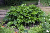 Graines Acanthe, Acanthus Mollis, Acanthacées, Acanthaceae, Akantha