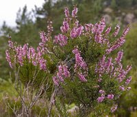 Graines Calluna vulgaris, Callune, bruyère commune