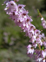 Graines Calluna vulgaris, Callune, bruyère commune