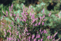 Graines Calluna vulgaris, Callune, bruyère commune