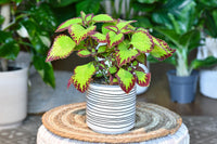 20 Graines de Coléus, Coleus Blumei