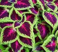 40 Graines de Coléus, Coleus Blumei