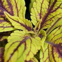 10 Graines de Coléus, Coleus Blumei