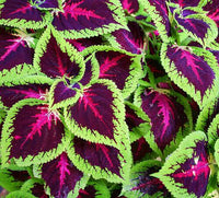 30 Graines de Coléus, Coleus Blumei