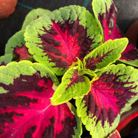 50 Graines de Coléus, Coleus Blumei