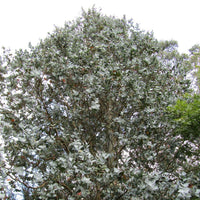 7 Graines Eucalyptus cordata, Eucalyptus d'Australie