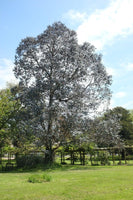 3 Graines Eucalyptus cordata, Eucalyptus d'Australie