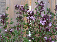 10 Graines Thymus hyemalis, Thym fin, Thym noir