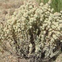 10 Graines Thymus mastichina, Thym résineux, Marjolaine sylvestre