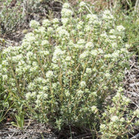 10 Graines Thymus mastichina, Thym résineux, Marjolaine sylvestre