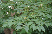 3 Graines Arbre au liège de l'Amour, Phellodendron amurense