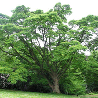 5 Graines Arbre au liège de l'Amour, Phellodendron amurense