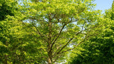 10 Graines Arbre au liège de l'Amour, Phellodendron amurense