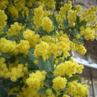 Graines de Acacia baileyana, Mimosa de Bailey