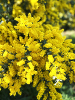 Graines de Acacia baileyana, Mimosa de Bailey