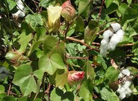 Graines de Coton Mexicain, Gossypium Hirsutum, Coton Pays