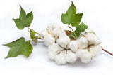 Graines de Coton Mexicain, Gossypium Hirsutum, Coton Pays